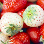 methwick-hybrid-fruits-pineberry
